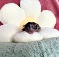 Boo, a female Pomsky for sale in Chelsea, MA – Photo 3 of 8