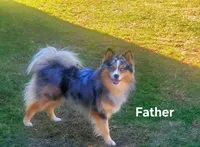 Siberian ( F3 Mini Pomsky), a male Pomsky for sale in Chelsea, MA – Photo 10 of 10