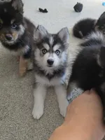 Siberian ( F3 Mini Pomsky), a male Pomsky for sale in Chelsea, MA – Photo 2 of 10