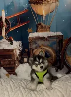 Siberian ( F3 Mini Pomsky), a male Pomsky for sale in Chelsea, MA – Photo 1 of 10