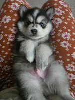 Siberian ( F3 Mini Pomsky), a male Pomsky for sale in Chelsea, MA – Photo 4 of 10