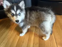 Siberian ( F3 Mini Pomsky), a male Pomsky for sale in Chelsea, MA – Photo 8 of 10
