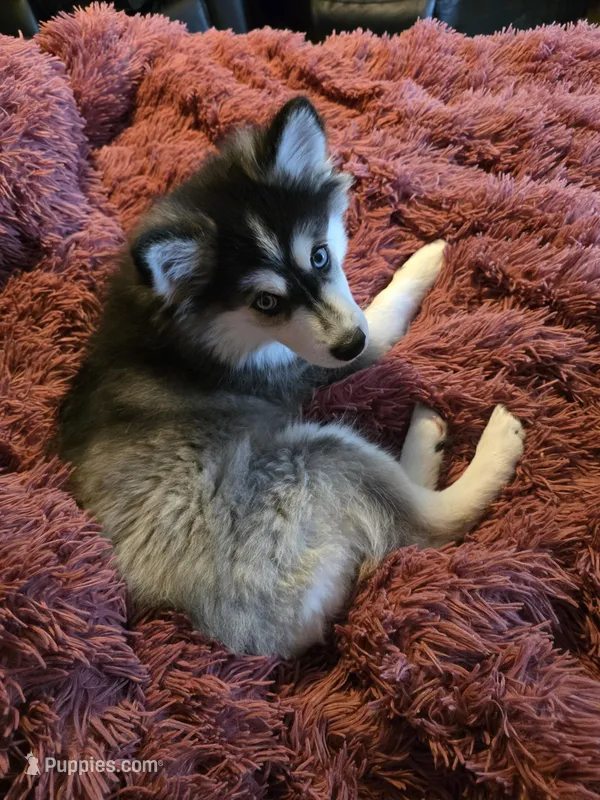 Siberian ( F3 Mini Pomsky) – Pomsky puppy for sale in Chelsea, MA