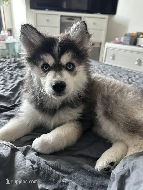 Siberian ( F3 Mini Pomsky) – Pomsky puppy for sale in Chelsea, MA