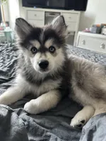 Siberian ( F3 Mini Pomsky), a male Pomsky for sale in Chelsea, MA – Photo 5 of 10
