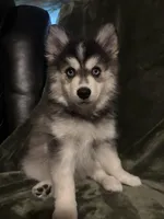 Siberian ( F3 Mini Pomsky), a male Pomsky for sale in Chelsea, MA – Photo 6 of 10