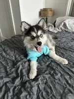 Siberian ( F3 Mini Pomsky), a male Pomsky for sale in Chelsea, MA – Photo 7 of 10