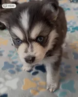 Siberian ( F3 Mini Pomsky), a male Pomsky for sale in Chelsea, MA – Photo 3 of 10