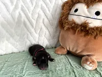 Sheith , a male Pomsky for sale in Chelsea, MA – Photo 6 of 9