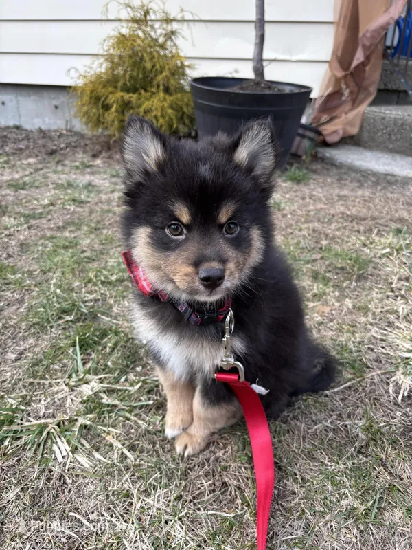 Sheith  – Pomsky puppy for sale in Chelsea, MA