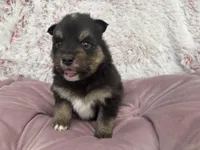 Sheith , a male Pomsky for sale in Chelsea, MA – Photo 7 of 9