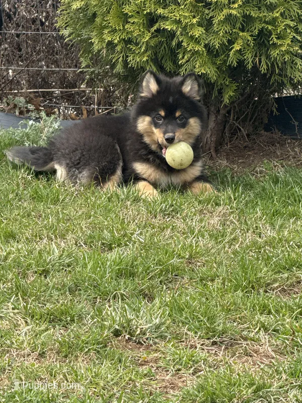Sheith (F3 Mini Pomsky) – Pomsky puppy for sale in Chelsea, MA
