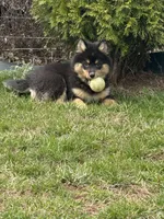 Sheith (F3 Mini Pomsky), a male Pomsky for sale in Chelsea, MA – Photo 1 of 10