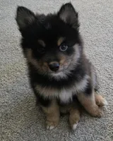 Sheith , a male Pomsky for sale in Chelsea, MA – Photo 3 of 9