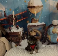 Sheith , a male Pomsky for sale in Chelsea, MA – Photo 4 of 9