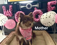 Sheith , a male Pomsky for sale in Chelsea, MA – Photo 8 of 9