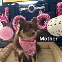 Robin (F3 Mini Pomsky), a male Pomsky for sale in Chelsea, MA – Photo 9 of 10