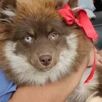 Robin (F3 Mini Pomsky), a male Pomsky for sale in Chelsea, MA – Photo 10 of 10