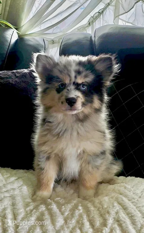 Robin – Pomsky puppy for sale in Chelsea, MA