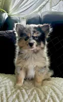Robin (F3 Mini Pomsky), a male Pomsky for sale in Chelsea, MA – Photo 1 of 10