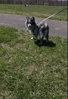 Robin (F3 Mini Pomsky), a male Pomsky for sale in Chelsea, MA – Photo 4 of 10