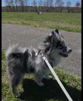 Robin (F3 Mini Pomsky), a male Pomsky for sale in Chelsea, MA – Photo 3 of 10