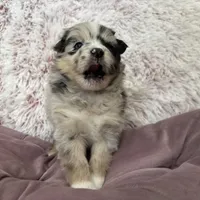 Robin (F3 Mini Pomsky), a male Pomsky for sale in Chelsea, MA – Photo 6 of 10