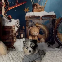 Robin (F3 Mini Pomsky), a male Pomsky for sale in Chelsea, MA – Photo 4 of 10