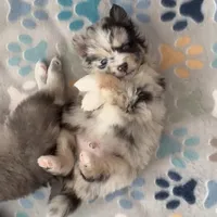 Robin (F3 Mini Pomsky), a male Pomsky for sale in Chelsea, MA – Photo 5 of 10