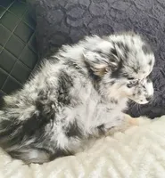 Robin (F3 Mini Pomsky), a male Pomsky for sale in Chelsea, MA – Photo 2 of 10