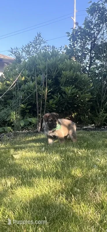 Pinky – German Shepherd Dog, Siberian Husky puppy for sale in Vancouver, WA