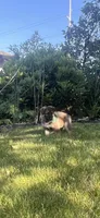 Pinky, a female German Shepherd Dog and Siberian Husky for sale in Vancouver, WA – 1 of 2
