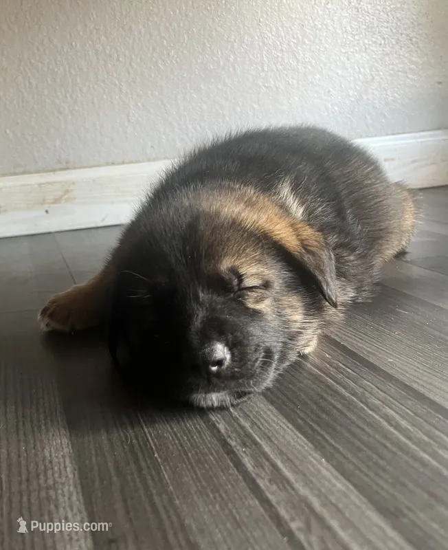 Cruz – German Shepherd Dog, Siberian Husky puppy for sale in Vancouver, WA