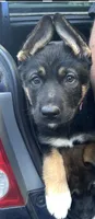 Hot pink, a female German Shepherd Dog and Siberian Husky for sale in Vancouver, WA – 1 of 1