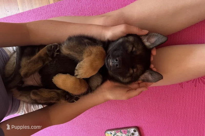Light purple – German Shepherd Dog, Siberian Husky puppy for sale in Vancouver, WA