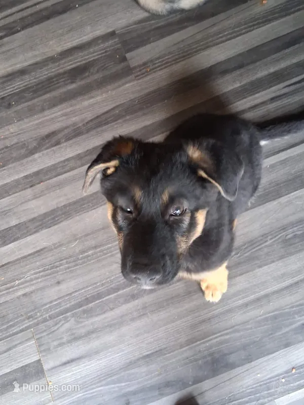 Miklo – German Shepherd Dog, Siberian Husky puppy for sale in Vancouver, WA