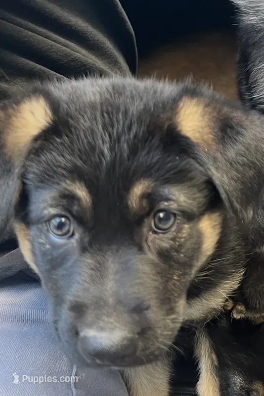 Yellow – German Shepherd Dog, Siberian Husky puppy for sale in Vancouver, WA