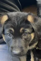 Yellow, a female German Shepherd Dog and Siberian Husky for sale in Vancouver, WA – 1 of 3