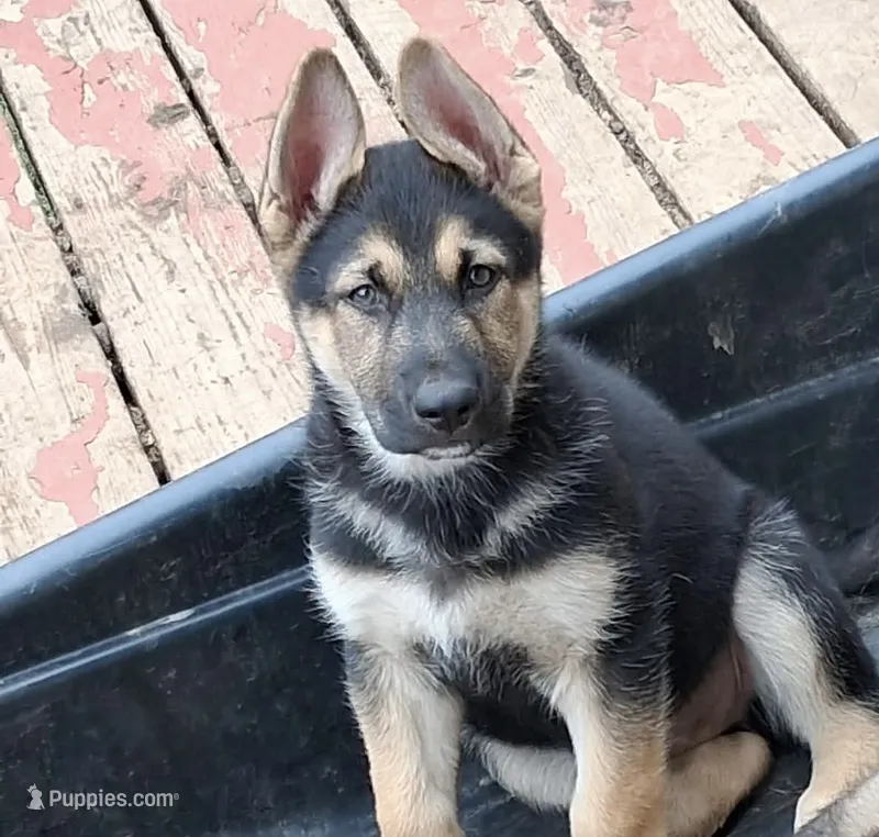 Rufas – German Shepherd Dog, Siberian Husky puppy on hold in Vancouver, WA