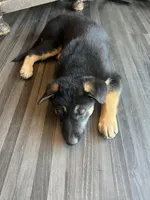 Yellow, a female German Shepherd Dog and Siberian Husky for sale in Vancouver, WA – 2 of 3