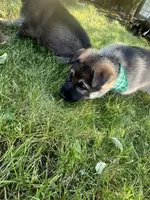 Pinky, a female German Shepherd Dog and Siberian Husky for sale in Vancouver, WA – 2 of 2