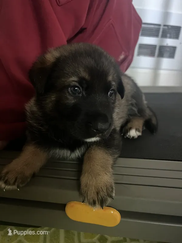 Hector – German Shepherd Dog puppy for sale in Vancouver, WA
