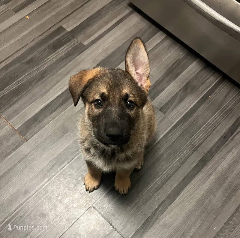 Pinky – German Shepherd Dog, Siberian Husky puppy for sale in Vancouver, WA