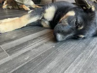 Yellow, a female German Shepherd Dog and Siberian Husky for sale in Vancouver, WA – 3 of 3