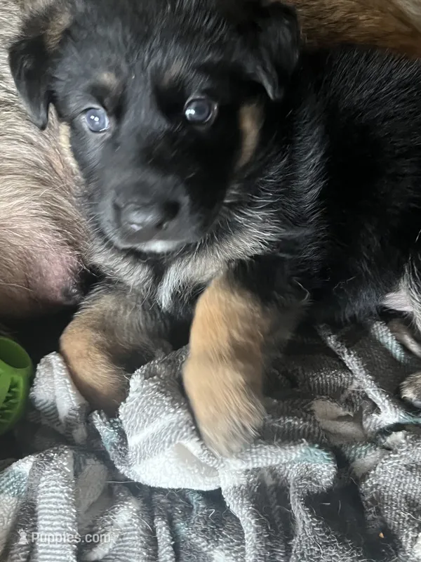 Miklo – German Shepherd Dog, Siberian Husky puppy for sale in Vancouver, WA