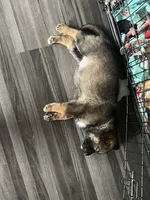 Paco, a male German Shepherd Dog for sale in Vancouver, WA – 1 of 1