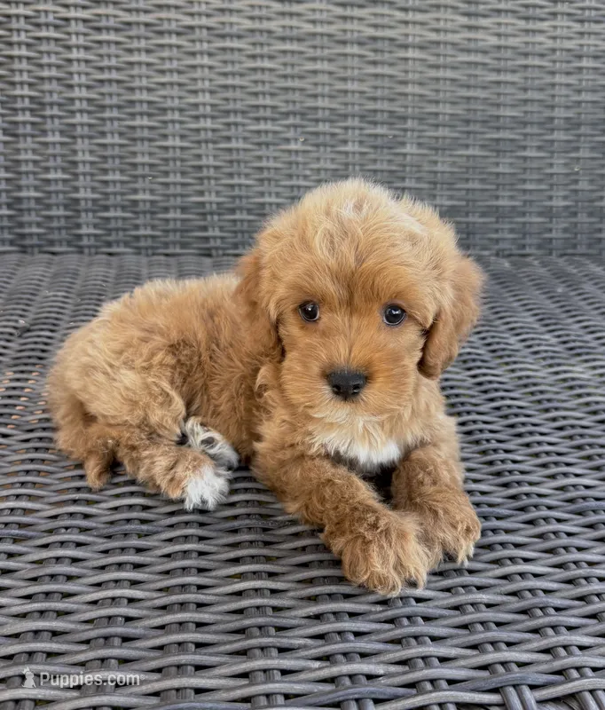 Milo – Cavapoo puppy for sale in Hesperia, CA