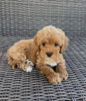 Milo, a male Cavapoo for sale in Hesperia, CA – 1 of 3