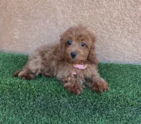 Julie, a female Cavapoo for sale in Hesperia, CA – 2 of 4