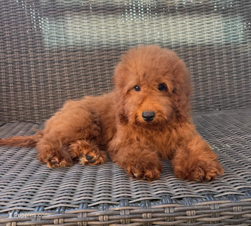 Bailey  – Goldendoodle puppy for sale in Hesperia, CA